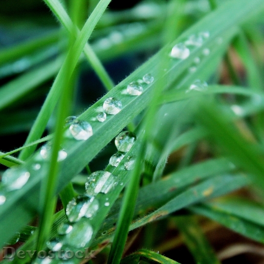 Devostock Grass Green Raindrop Drip 0