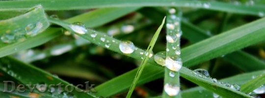 Devostock Grass Green Raindrop Drip