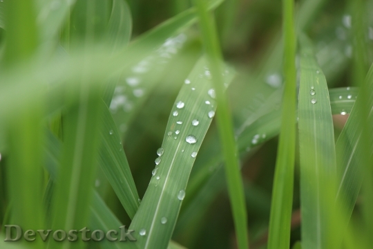 Devostock Grass Nature Rain Drop