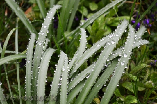 Devostock Grass Rain Drip Wet