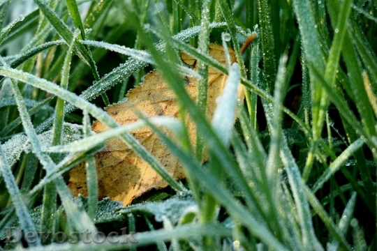 Devostock Grass Ripe Hoarfrost Leaf