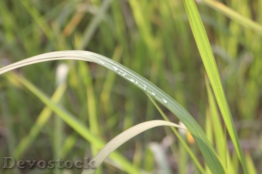 Devostock Grass Water Drops Plant