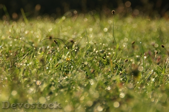 Devostock Grass Waterdrop Morning Sunlight