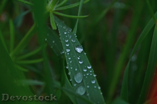 Devostock Grass Wet Nature Drops
