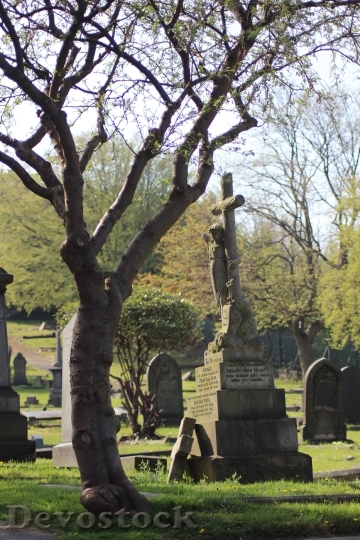 Devostock Graveyard Tree Cemetery Gravestones