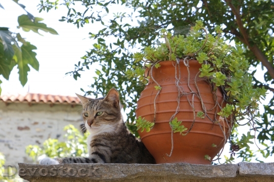Devostock Greece Cat Village Wall