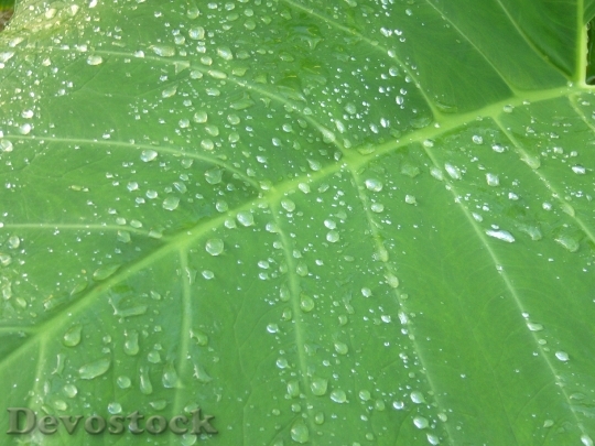 Devostock Green Background Leaf Water