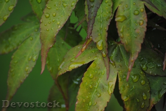 Devostock Green Drop Acer Leaf