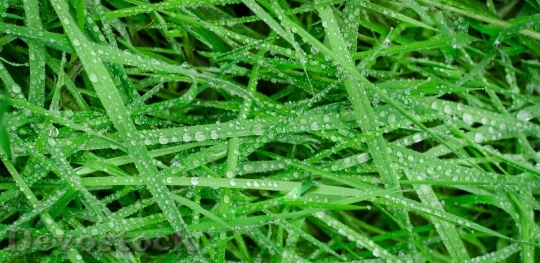 Devostock Green Grass Wet Drops