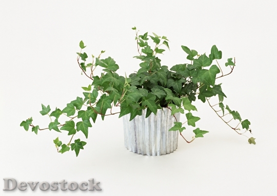 Devostock Green Ivy In Flowerpot 0