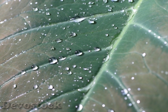 Devostock Green Leaf Dew Rain