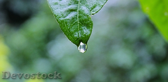 Devostock Green Leaf Raining Water