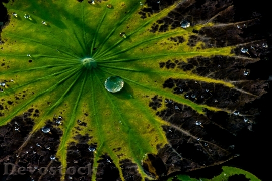 Devostock Green Leaves Natural Water