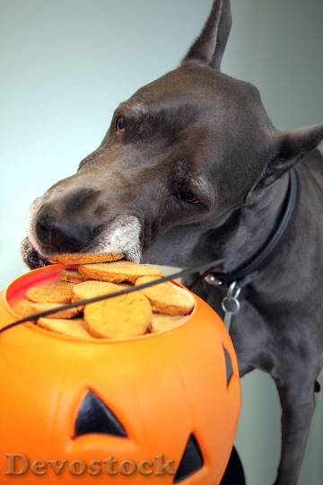 Devostock Halloween Cookie Dog Treat