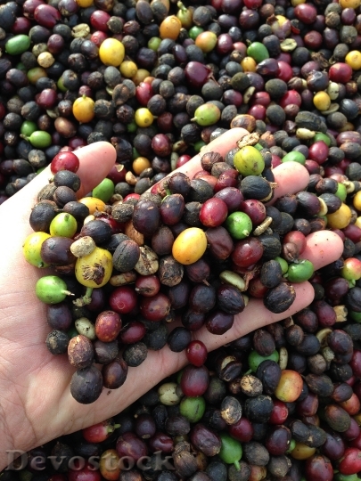 Devostock Hand Coffee Harvest Dry