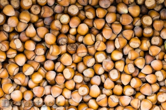 Devostock Hazelnuts Nut Food Brown