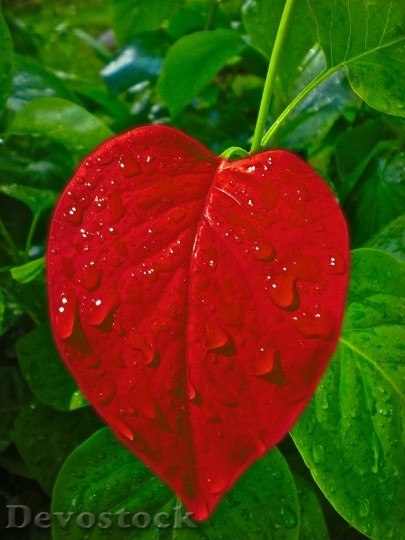 Devostock Heart Leaf Love Valentine