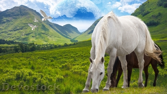 Devostock Horse Stallion Freedom Mountain