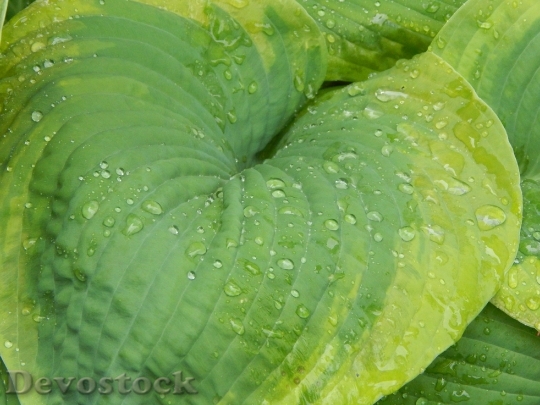 Devostock Hosta Leaf Flora Nature 1