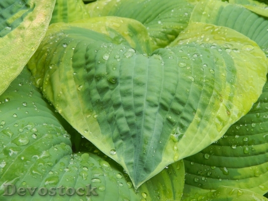 Devostock Hosta Leaf Flora Nature 3