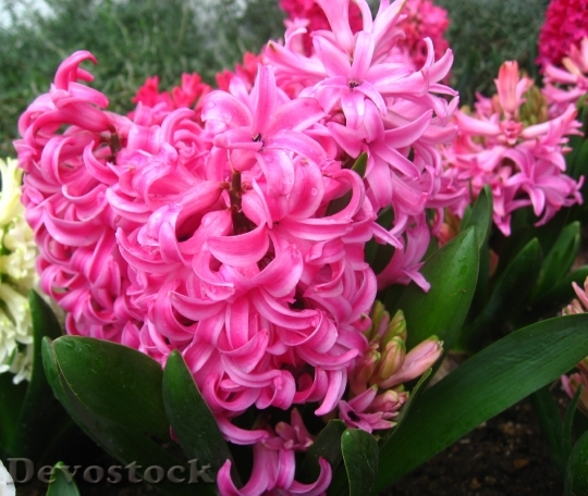 Devostock Hyacinth Pink Rain Drop