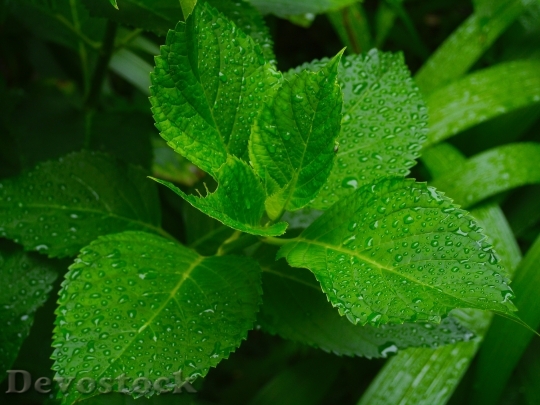 Devostock Hydrangea Leaf Branch Green