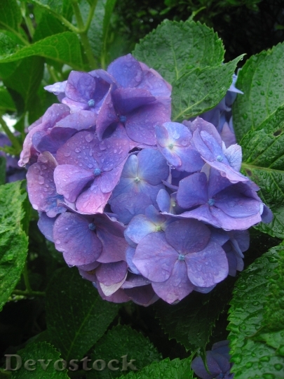 Devostock Hydrangea Ota Kisan Flowers 1
