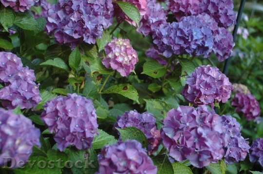 Devostock Hydrangea Purple Flowers Floral