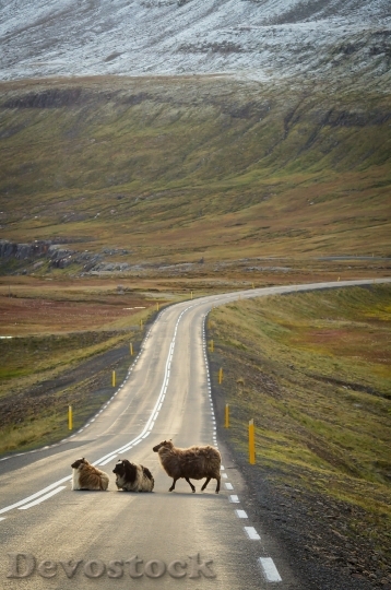 Devostock Iceland Crossing Road 3127