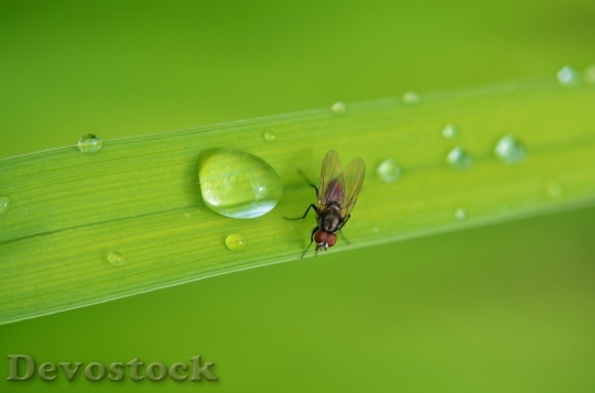 Devostock Insect Animal Bug Fly