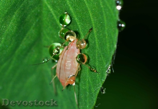 Devostock Insects Aphid Hemiptera Drops