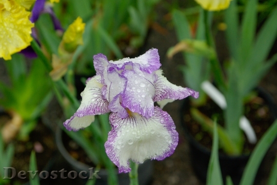 Devostock Iris Flower Petals Drops