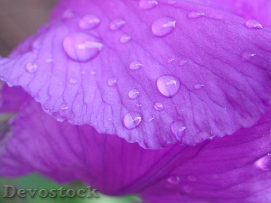 Devostock Iris Purple Drop Water