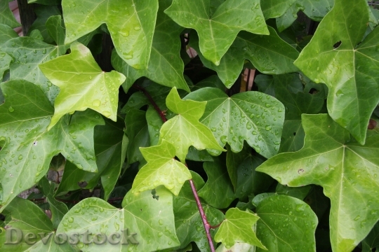 Devostock Ivy Leaves Drop Water