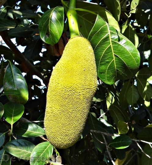 Devostock Jackfruits Trees Tropical Fruits
