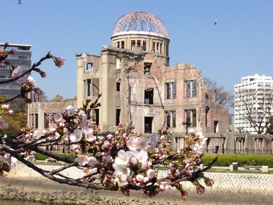 Devostock Japan Hiroshima Cherry Blossoms