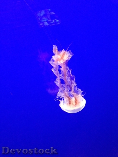Devostock Jellyfish Tentacles Poisonous Ocean