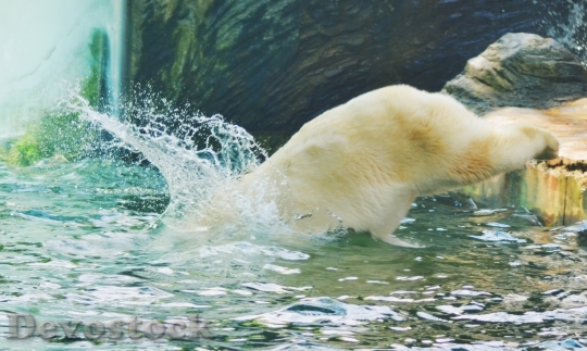Devostock Jump Water Bear Nature