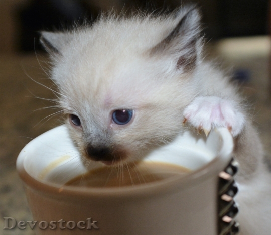 Devostock Kitten Coffee Cat Pet