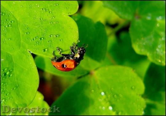 Devostock Ladybug Beetle Insect Animals 0