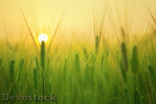 Devostock Landscape Field Sun 2047
