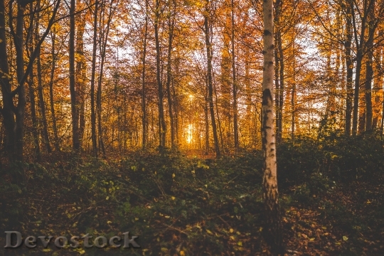 Devostock Landscape Forest Leaves 1707