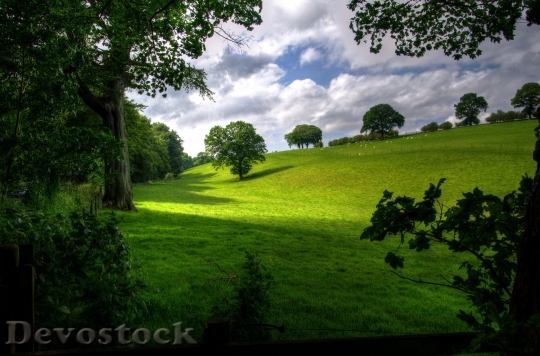 Devostock Landscape Spring Wood Scenic 53414 4K.jpeg
