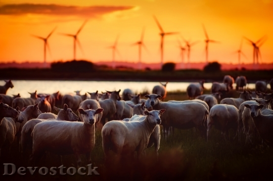 Devostock Landscape Sunset Agriculture 5348
