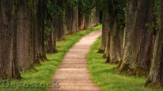 Devostock Landscape Trees Way 11358