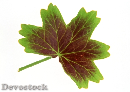 Devostock Leaf 0