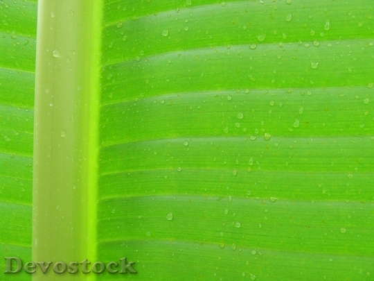 Devostock Leaf Background Texture Macro 1