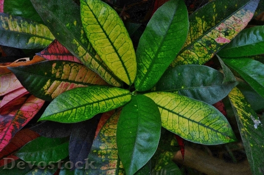 Devostock Leaf Colorful Green Macro 0