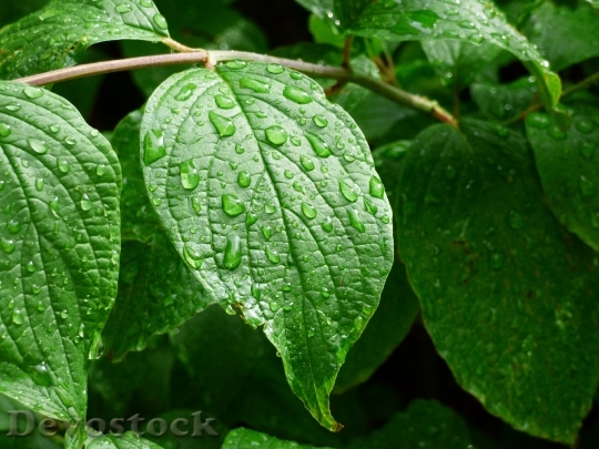 Devostock Leaf Drip Rain Drop