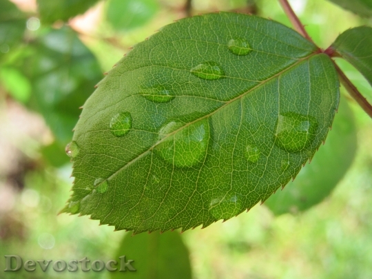 Devostock Leaf Drip Rose Rosenblatt